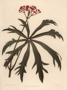 Arbusto coral, Jatropha multifida de Unknown
